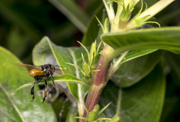 Small black and brown wasp flying
