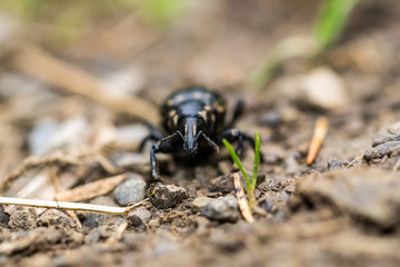 Natur, Tiere, Wandern, Freizeit, Erleben, Abenteuer, Alpen, Schwarzwald