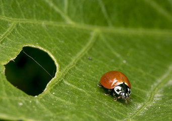 A lonely brown ladybug on a plant branch