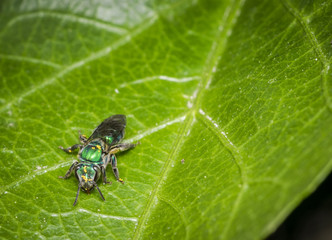 Cuckoo wasp on a leaf