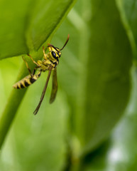 Yellow and black wasp wandering on a leaf