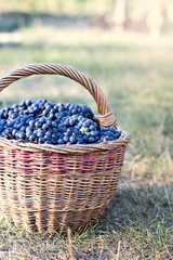 Dark grapes in a basket. Grape harvesting.