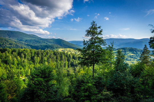 Bewaldete H&uuml;gellandschaft mit dichten Nadelw&auml;ldern im Schwarzwald unter blauem Himmel