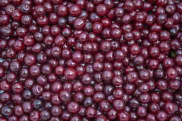 Background of red cherry berries.