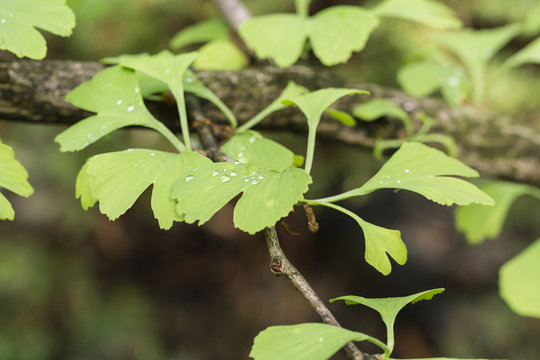 Ginkgo leaves on a tree with drops of water after the rain.