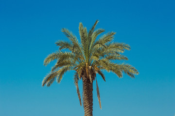 Palm trees against the blue sky as wallpaper, backdrop or beautiful background.