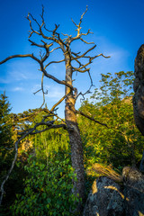 Natur, Tiere, Wandern, Freizeit, Erleben, Abenteuer, Alpen, Schwarzwald