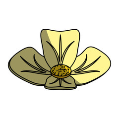 Spa flower isolated