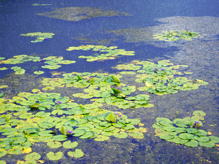 The detail of huge lotus leaf on water