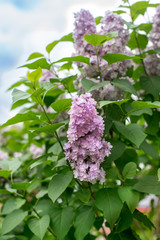 Lilac blooms
