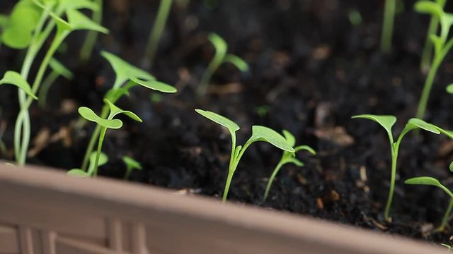video rucola sprouts in a pot on the balcony