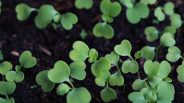video rucola sprouts in a pot on the balcony
