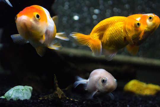 26 Best 転覆病 Images Stock Photos Vectors Adobe Stock