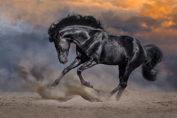 Black horse with long mane run fast against dramatic sunset sky