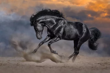 Gardinen Black horse with long mane run fast against dramatic sunset sky © callipso88