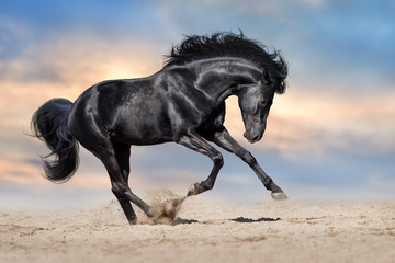 Fototapeta na wymiar Black stallion with long mane run gallop in sand