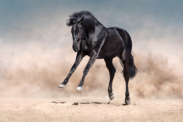 Fototapeta na wymiar Black horse run and fun jump in desert dust