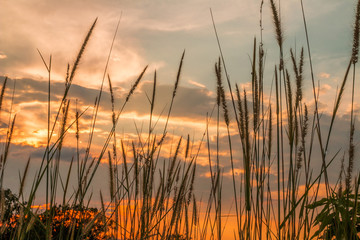 Grass in the sunshine