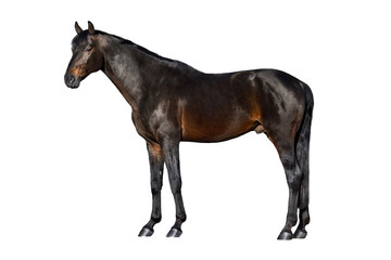 Fototapeta na wymiar Bay horse exterior isolated on white background