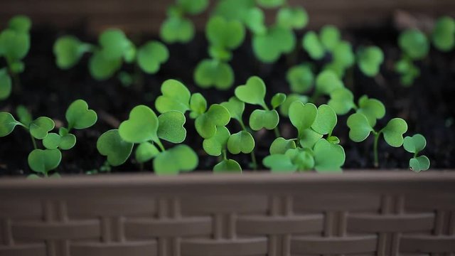 video rucola sprouts in a pot on the balcony