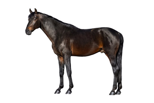 Bay horse exterior isolated on white background