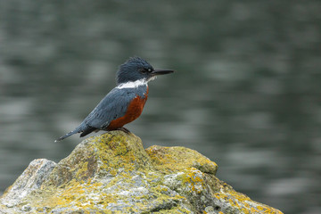 King Fisher