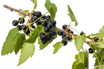 Blackcurrants