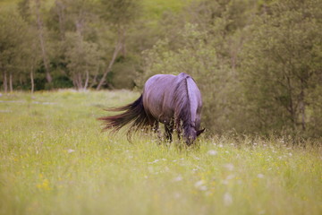 den Kopf ins Gras versenkt, graues Pferd grast in hoch stehender Wiese