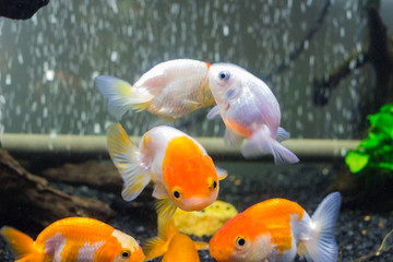 らんちゅう：きんぎょ水族館