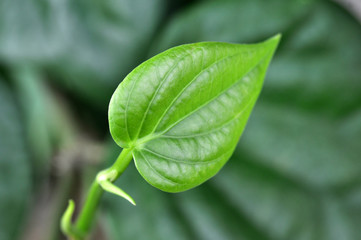 Piper Betel Leaf