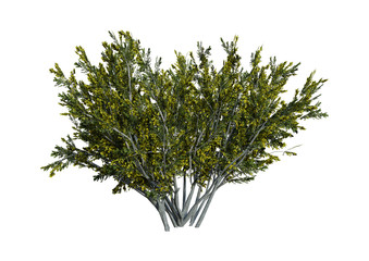 3D Rendering Creosote Bush on White