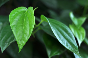Obraz premium Piper Betel Leaf