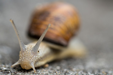 Natur, Wandern, Erlebnis, Alpen, Neckar, Tiere, Pflanzen