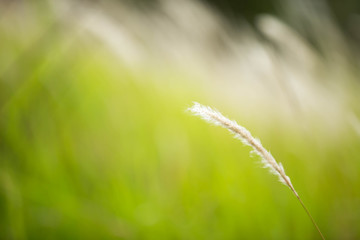 Cogon grass with green background