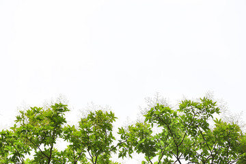 Obraz premium Green leaf branch isolated on white backdrop