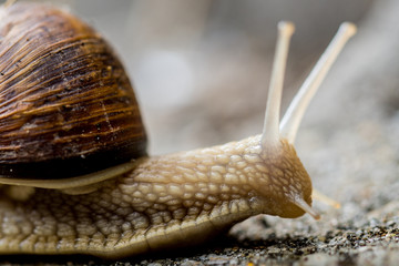 Natur, Wandern, Erlebnis, Alpen, Neckar, Tiere, Pflanzen