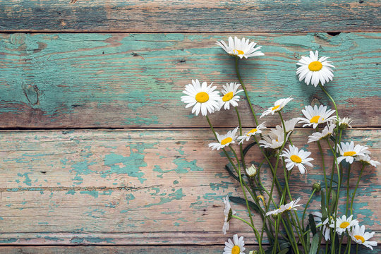 Background with daisies on old boards with shabby paint. Place for text.