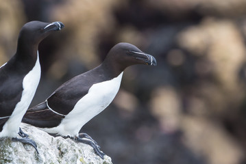 Razorbill, Alca torda, seabird on the cliffs
