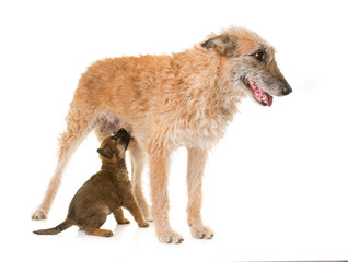 puppy and adult belgian shepherd dog laekenois