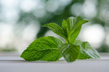 Fresh green mint on white wooden table