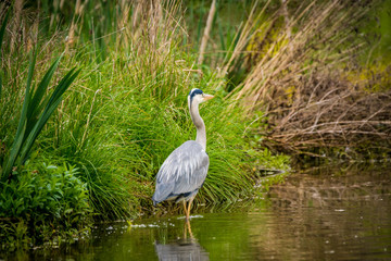 Natur, Wandern, Erlebnis, Alpen, Neckar, Tiere, Pflanzen