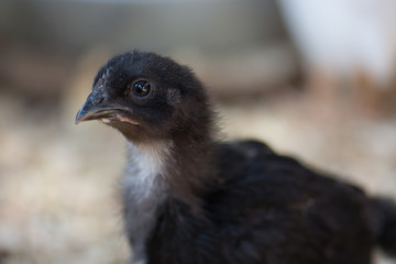 Baby Chick. Black. Closeup.