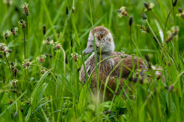 Natur, Wandern, Erlebnis, Alpen, Neckar, Tiere, Pflanzen