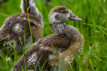 Natur, Wandern, Erlebnis, Alpen, Neckar, Tiere, Pflanzen