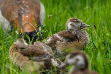 Natur, Wandern, Erlebnis, Alpen, Neckar, Tiere, Pflanzen