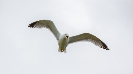 Gull flying with spread wings, shouting