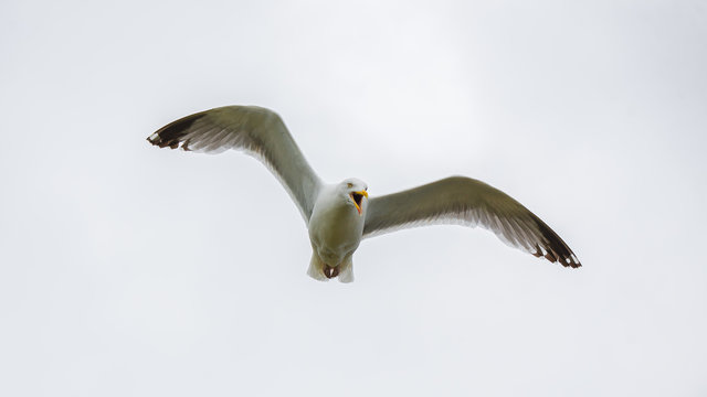 Gull flying with spread wings, shouting