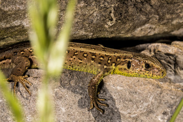 Natur, Wandern, Erlebnis, Alpen, Neckar, Tiere, Pflanzen