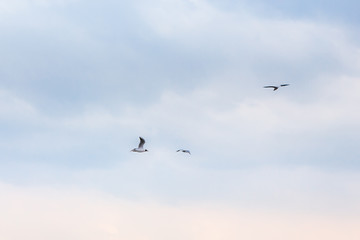 Seagulls Flying In The Sky