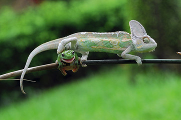 chameleon, frog, dumpy frog,